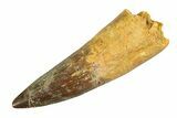 Real Fossil Spinosaurus Tooth - Huge Dinosaur Tooth #351491-1